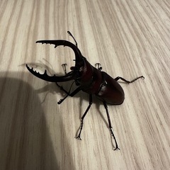 クワガタ1匹