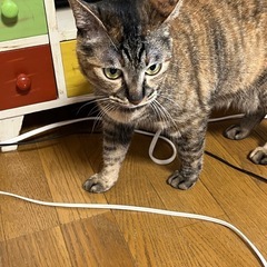 キジ猫ちゃん❤︎ルアちゃん