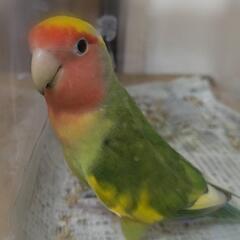 コザクラインコ（タイガーチェリー）