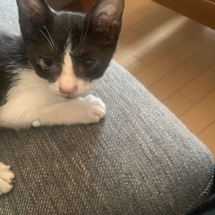 かわいいハチワレちゃん