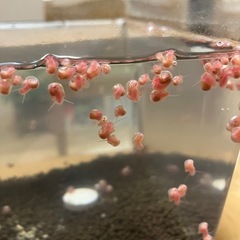 レッドラムズホーン12匹の画像