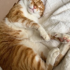 猫が迷子になりました。探してます。