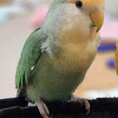 迷子のコザクラインコ