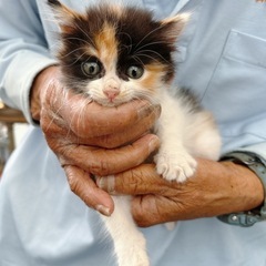 とてもかわいい三毛猫の女の子