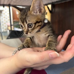 黒キジにゃ〜🐾譲渡会に参加します