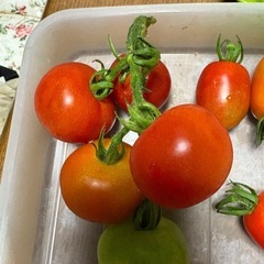 トマトミックス（大玉、アイコ、プチ
）の画像