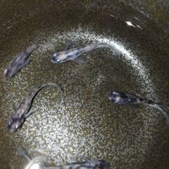 メダカ　卵　３種（補償分込60個）1000円～　和墨　レクリス　アイスブレイク　ユリシス　フロマージュの画像