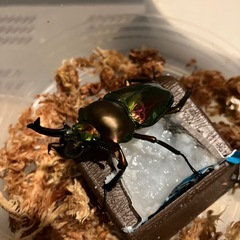 ニジイロクワガタ♂ 単品の画像