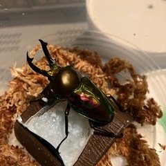 ニジイロクワガタ♂ 単品の画像