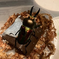 ニジイロクワガタ♂ 単品