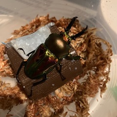 ニジイロクワガタ♂ 単品の画像