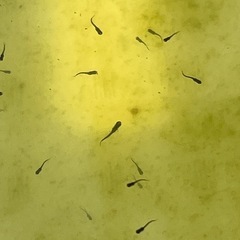 オロチメダカ針子100匹の画像