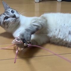 シャムMIXえのきくん