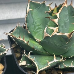 アガベ実生の画像