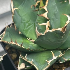 アガベ実生の画像