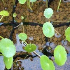 メダカ飼育はじめませんか？の画像