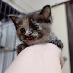 サビ柄あんちゃん