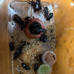 カブトムシ クワガタの画像