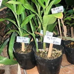 茗荷（ミョウガ）が仲間入り！の画像