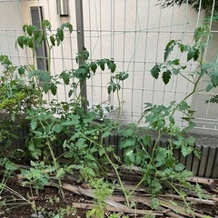 お得　ミニトマト(実付き)の画像
