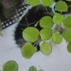 メダカの卵と稚魚を譲ります(再掲載)