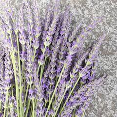 ラベンダー生花  の画像