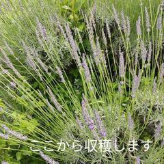 ラベンダー生花  の画像