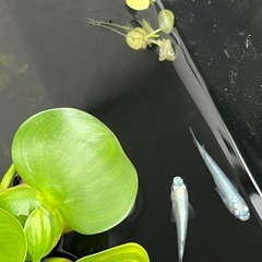 幹之みゆきメダカ鉄仮面フルボディの画像