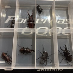 ノコギリクワガタ