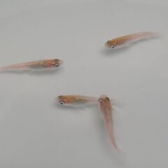 メダカ　　　赤炎　　２ペアの画像