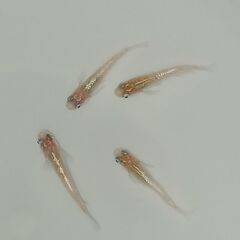 メダカ　　　赤炎　　２ペアの画像