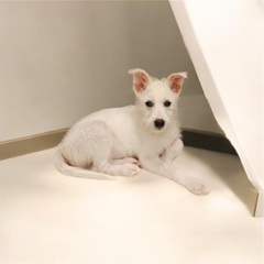 ❤️里親緊急募集❤️約3ヶ月の子犬