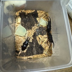 三重県津市産ノコギリクワガタ♂3頭、飼育セットの画像
