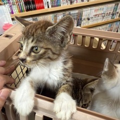 里親様を募集しています☆