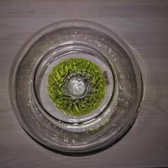 金魚鉢の画像