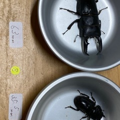 本土ヒラタクワガタ　♂63mm ペア