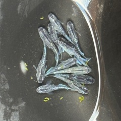 ミッドナイトフリルラメ若魚の画像