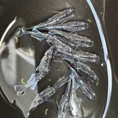 ミッドナイトフリルラメ若魚の画像