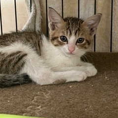 決まりました　5月生まれ　キジ白♂ ピノ - 総社市