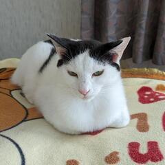 体格のいい甘えん坊…ちょうど１歳です