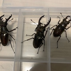 ミヤマクワガタ　オス