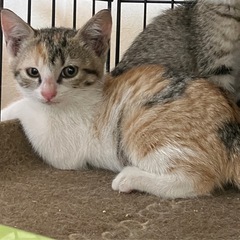 5月生まれ　三毛♀ パピコ