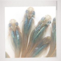 🌊深海メダカの稚魚10匹🌊‼️sale‼️sale‼️