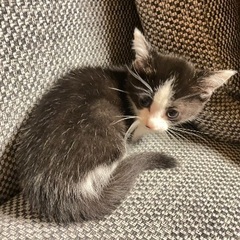 黒白とベージュの子猫