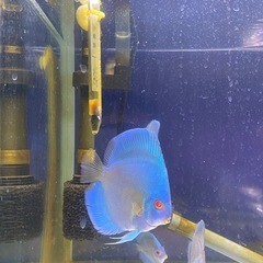 ディスカス
の画像