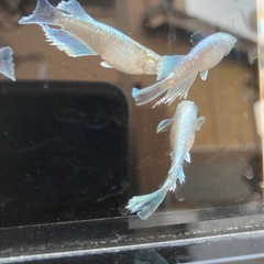 ★メダカ★エメキン の画像