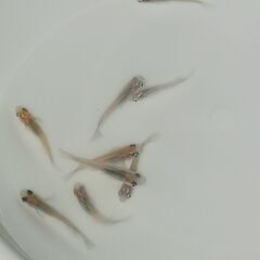 メダカ　　　ミックス　　　１０匹の画像