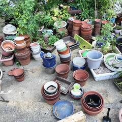 植木鉢　お好きなのどうぞ