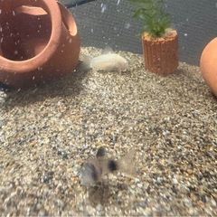 コリドラス 赤(ミックス) 白 青 パンダ