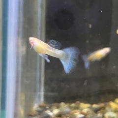 アクアマリンブルータキシード🐟🥰の画像
